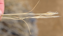 Tenaxia disticha