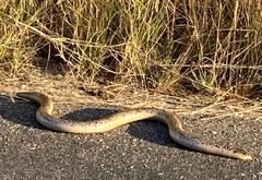 Afrotyphlops schlegelii