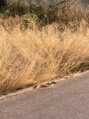 Afrotyphlops schlegelii