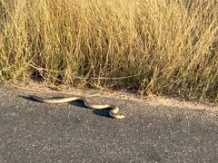 Afrotyphlops schlegelii