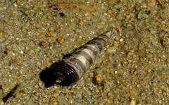Cerithideopsis