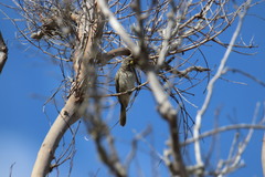 Gavicalis fasciogularis