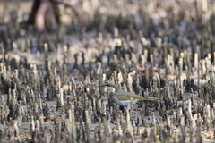 Gavicalis fasciogularis