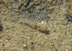 Pseudogobius poicilosoma