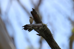 Microeca flavigaster