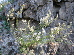 Silene popovii