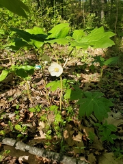 Podophyllum peltatum