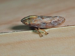 Aphrophora saratogensis