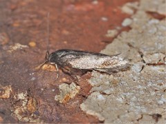 Phaeoses sabinella
