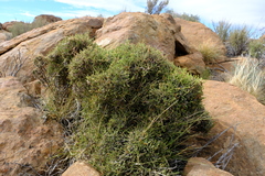 Passerina montana