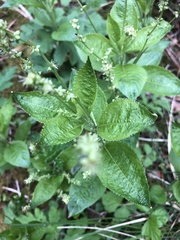 Mercurialis perennis