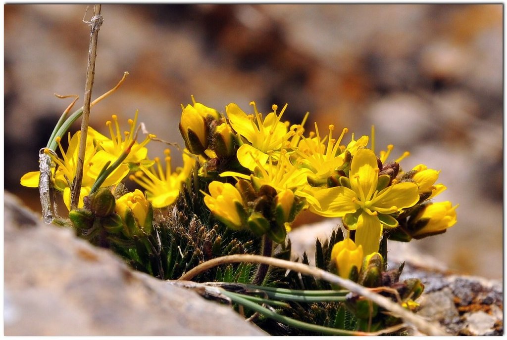 Draba cuspidata