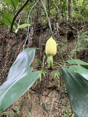 Rhaphidophora hongkongensis