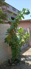 Calotropis procera