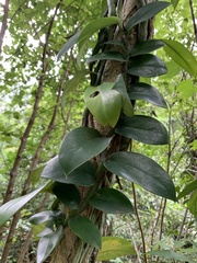 Rhaphidophora hongkongensis