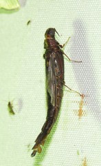 Atractocerus
