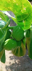 Calotropis procera