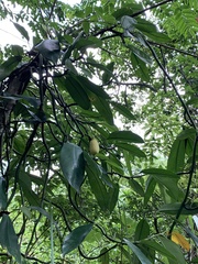 Rhaphidophora hongkongensis