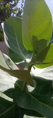 Calotropis procera image