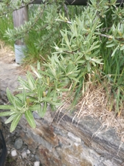 Hippophae