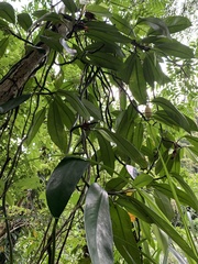 Rhaphidophora hongkongensis