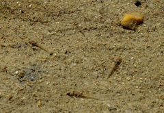 Pseudogobius poicilosoma