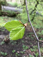 Fagus sylvatica