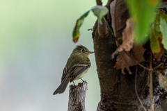 Empidonax occidentalis
