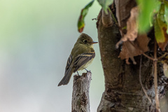 Empidonax occidentalis