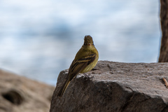 Empidonax occidentalis