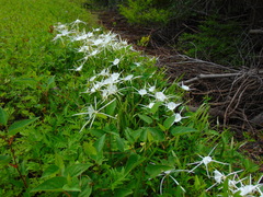 Hymenocallis pygmaea