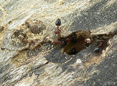 Crematogaster castanea