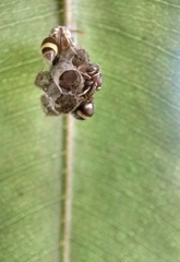 Ropalidia variegata