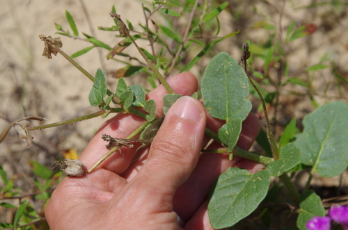 Image of Abronia macrocarpa by (c) Eric Knight, some rights reserved (CC BY)