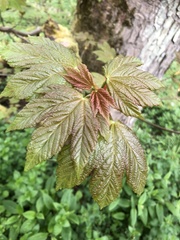 Acer pseudoplatanus