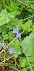 Veronica chamaedrys