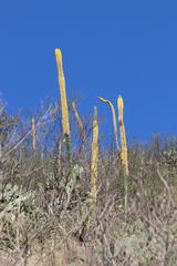 Agave vilmoriniana
