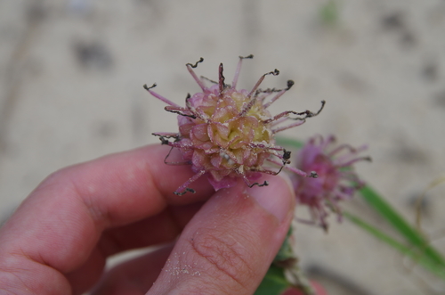 Image of Abronia macrocarpa by (c) Eric Knight, some rights reserved (CC BY)