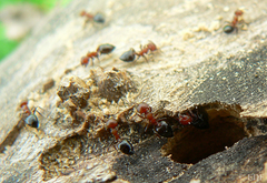 Crematogaster castanea