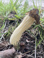 Morchella semilibera