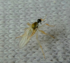 Diptera