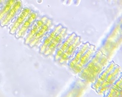Desmidium