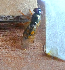 Diptera