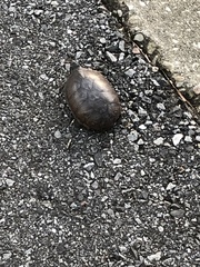 Kinosternon subrubrum