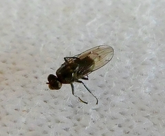 Diptera