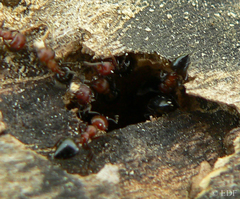 Crematogaster castanea