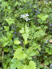 Alliaria petiolata