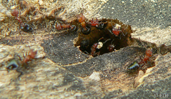 Crematogaster castanea