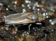 Ephydrella assimilis