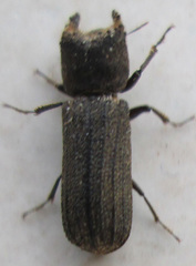 Bostrychoplites cornutus